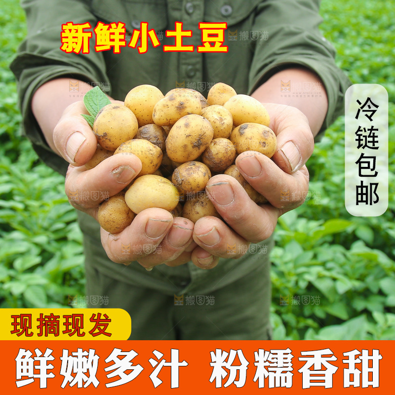 手里捧着恩施小土豆