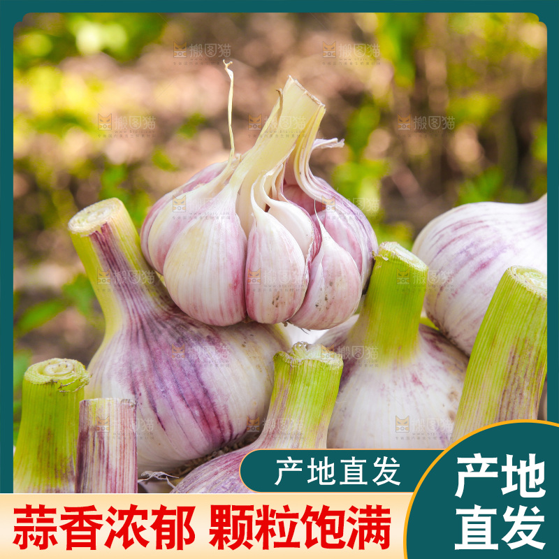 一堆新鲜紫皮大蒜