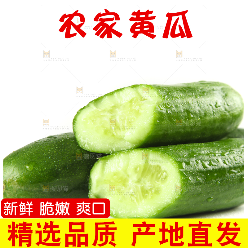 白底上摆放着山东水果黄瓜