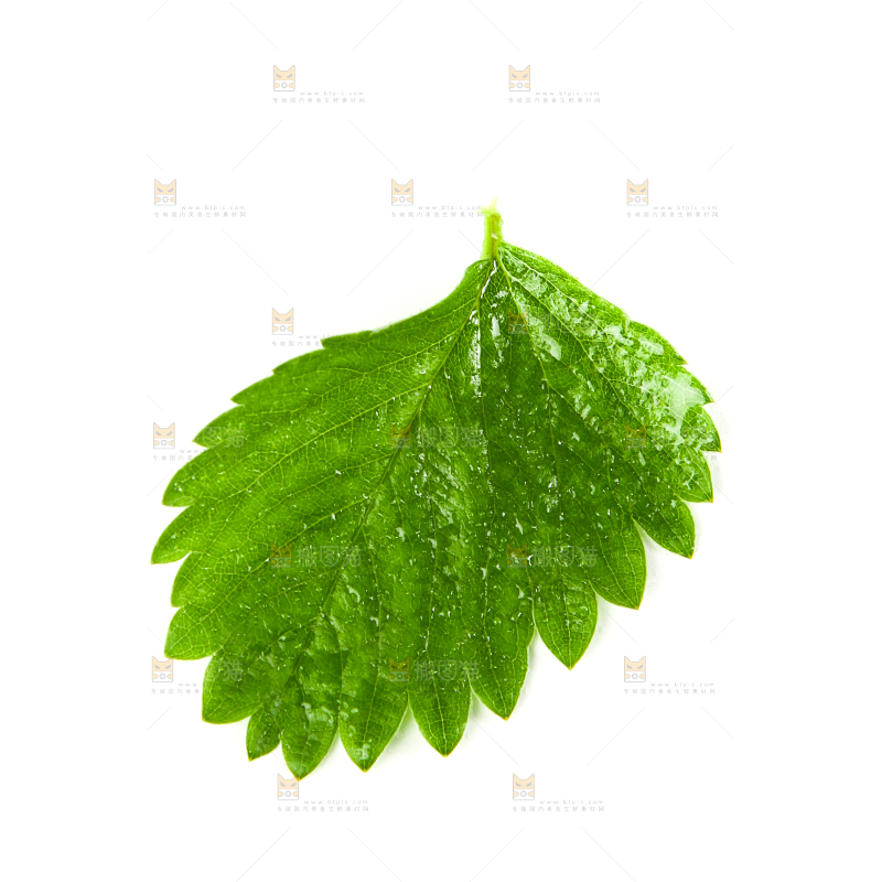 白底上放着草莓叶子