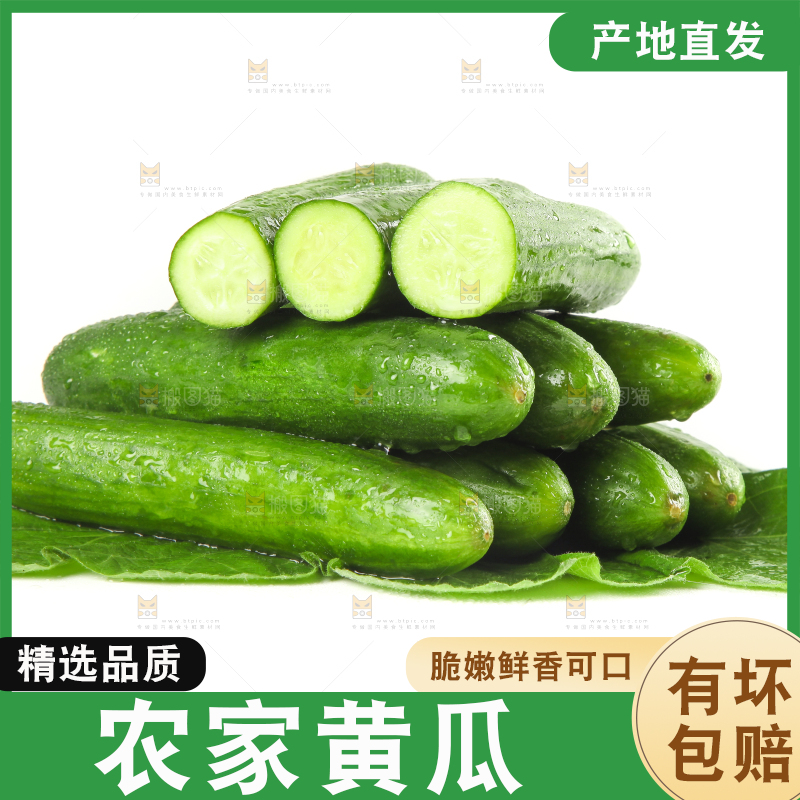 白底上摆放着山东水果黄瓜
