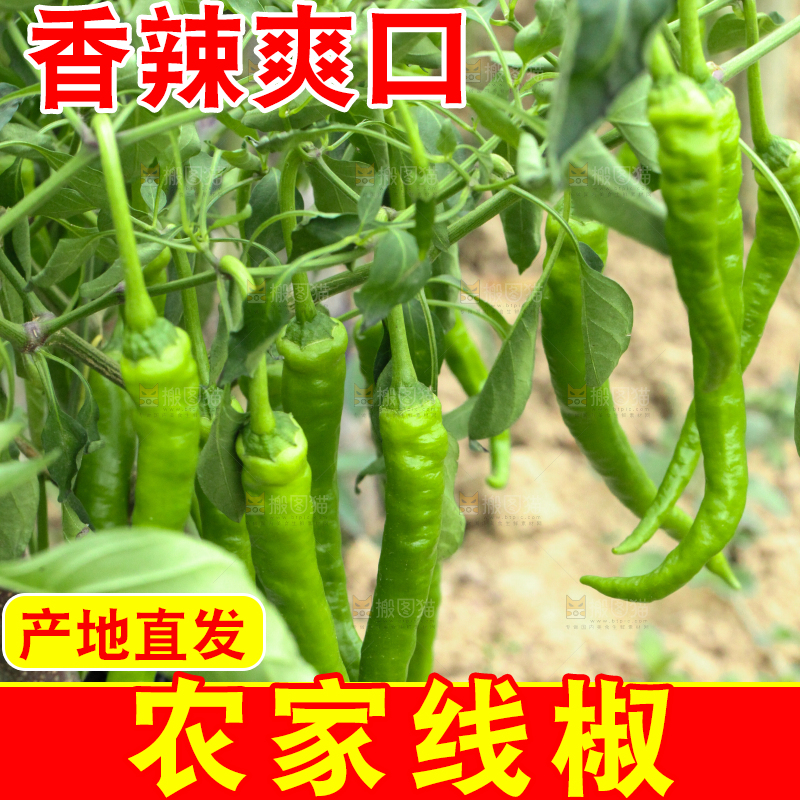 辣椒树上结的青线椒