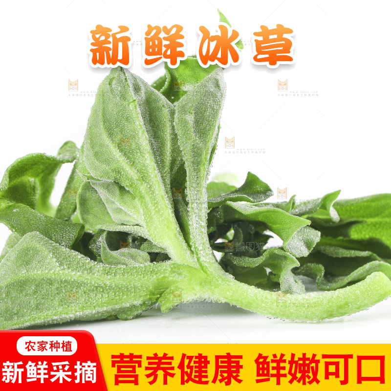 白底上的冰草