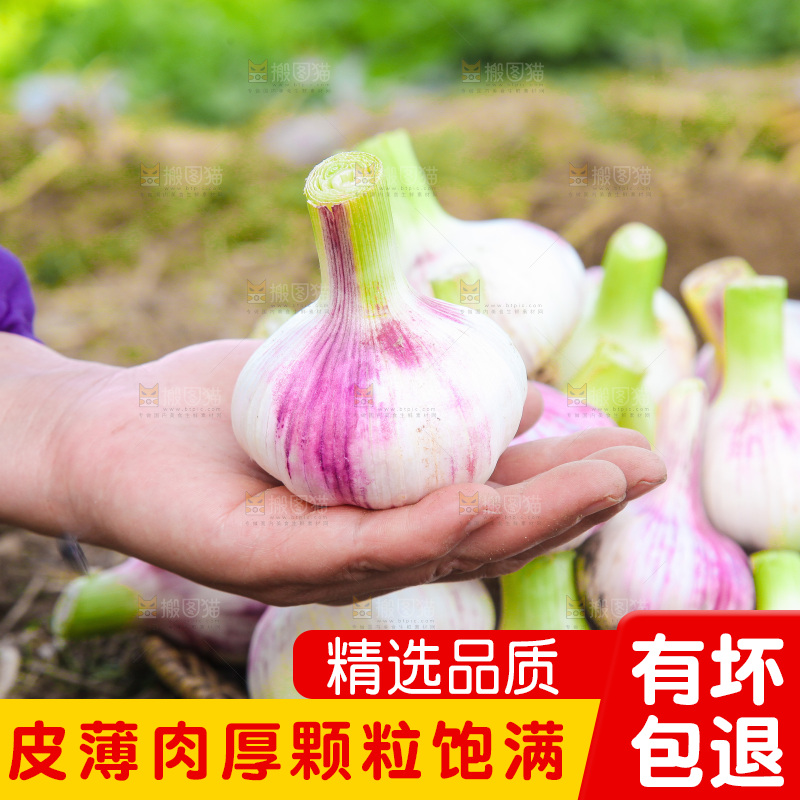 手里拿着大蒜