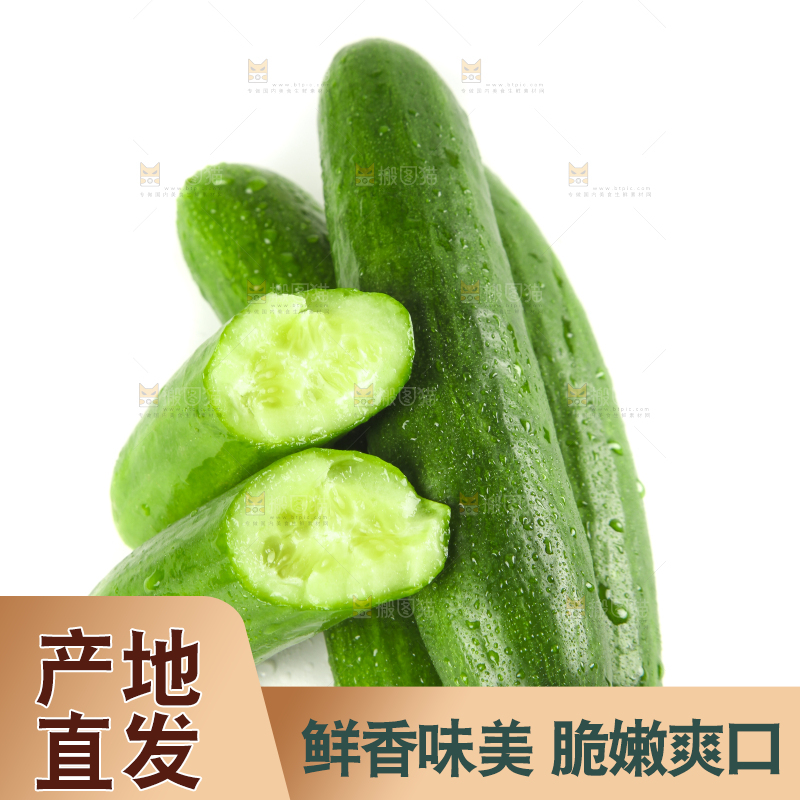白底上摆放着山东水果黄瓜