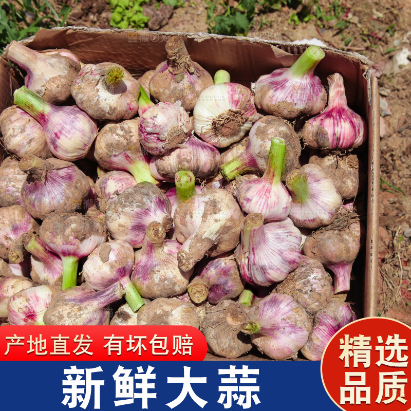 一箱新鲜大蒜