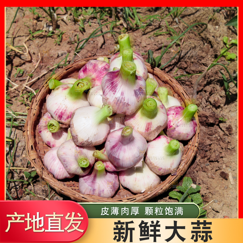 一篮紫皮大蒜