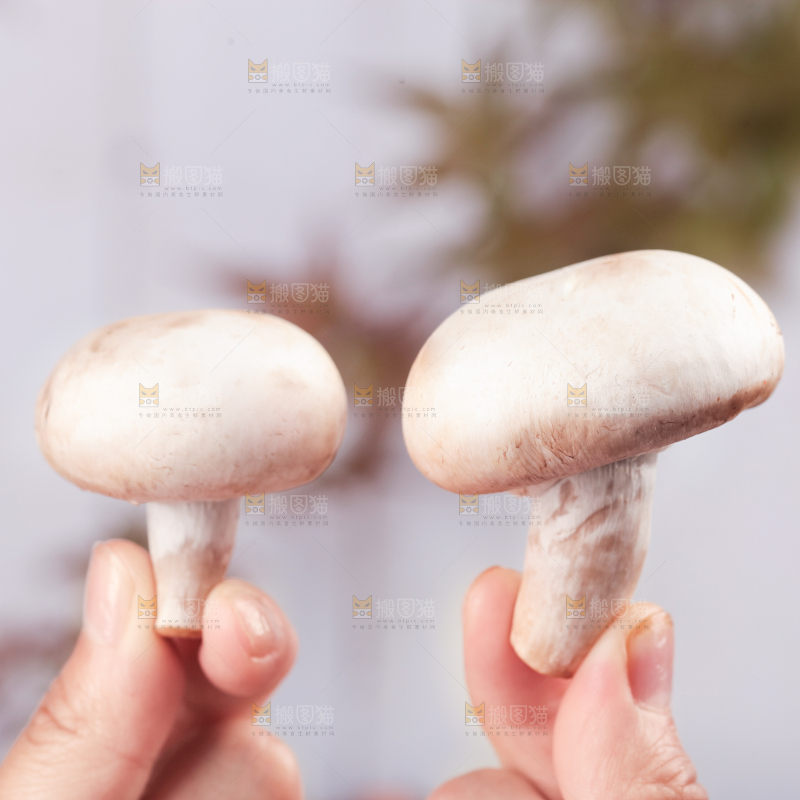 手里拿着新鲜小白菇
