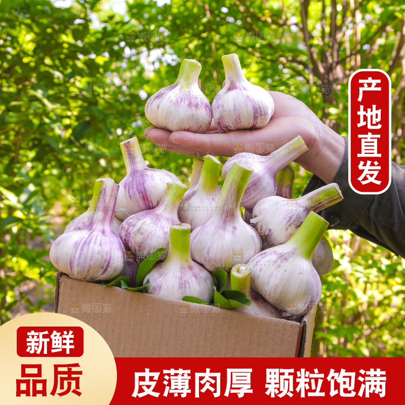 手里端着一箱紫皮鲜蒜