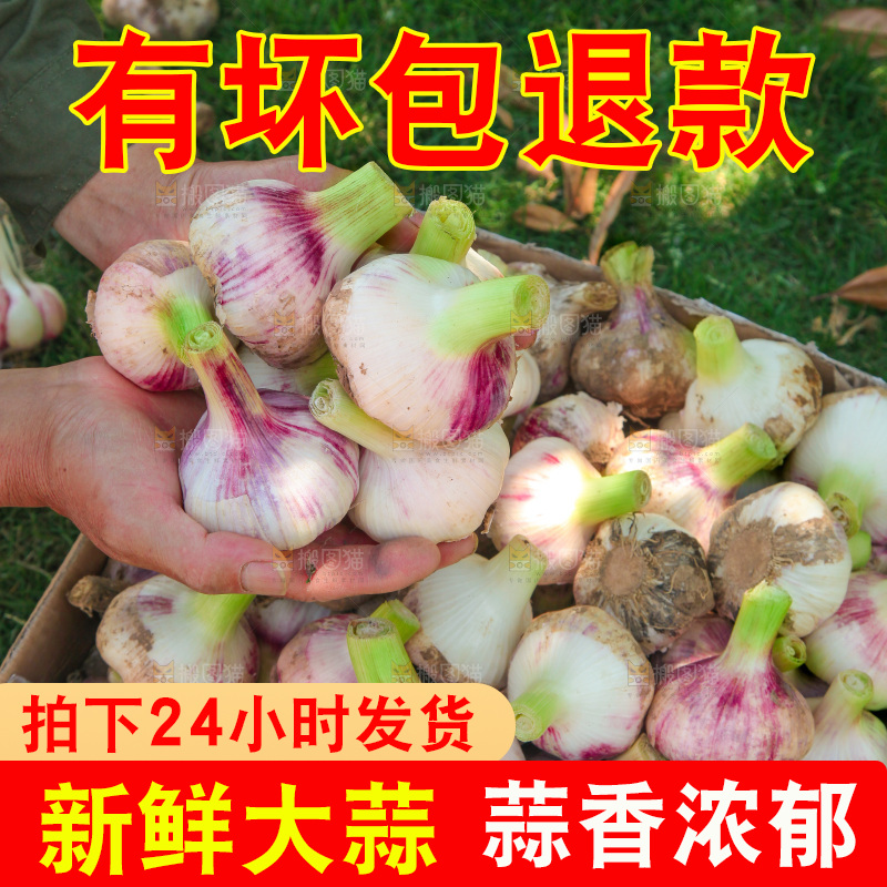 手里捧着紫皮鲜蒜