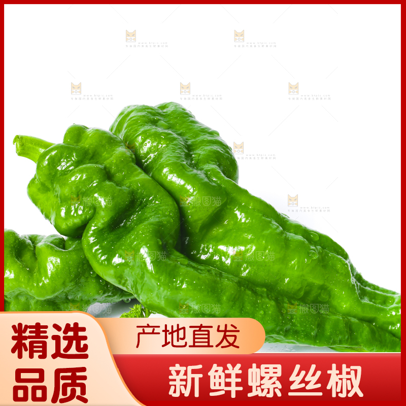 白底上的新鲜螺丝椒