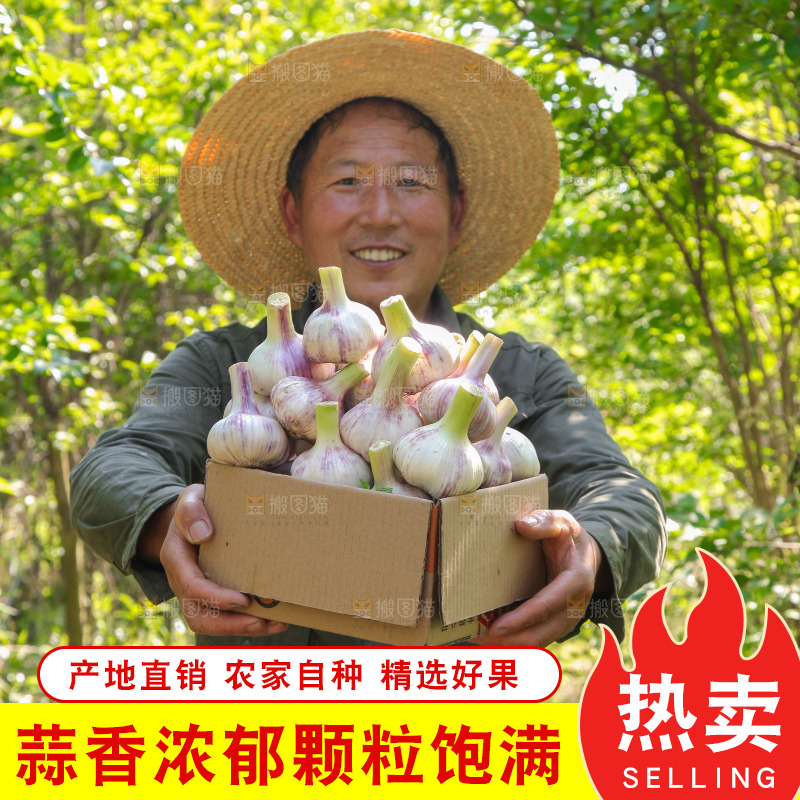 手里端着一箱紫皮鲜蒜