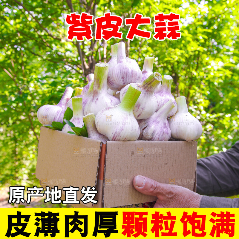手里端着一箱紫皮鲜蒜