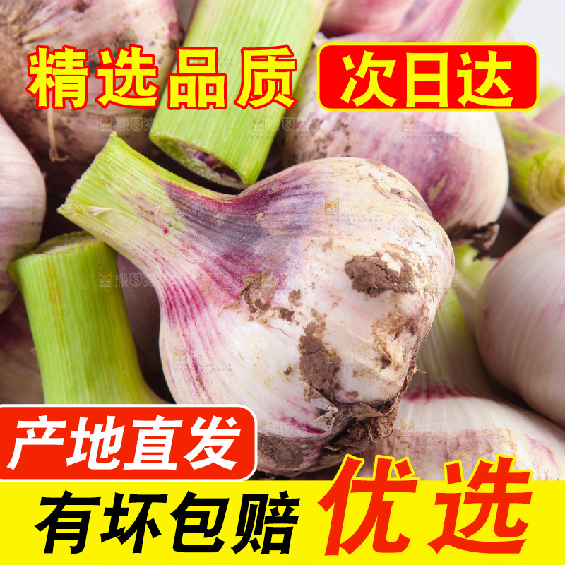 新鲜大蒜纹理