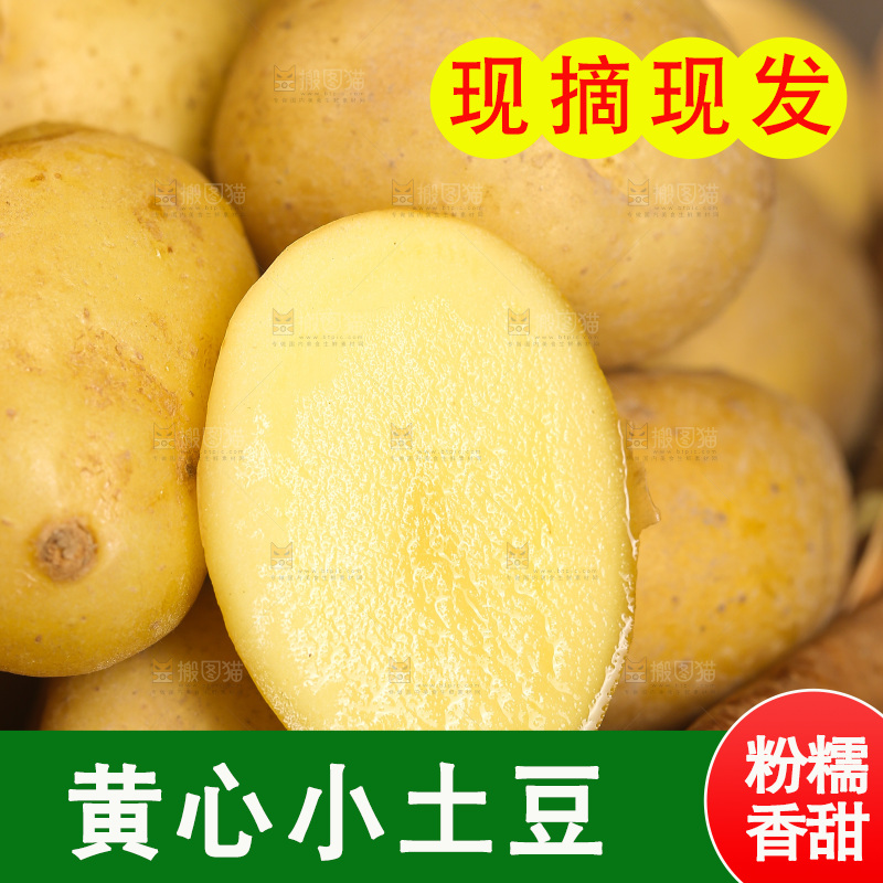 一堆黄心小土豆