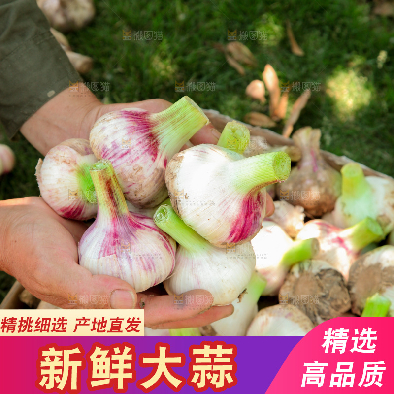 手里捧着紫皮湿蒜