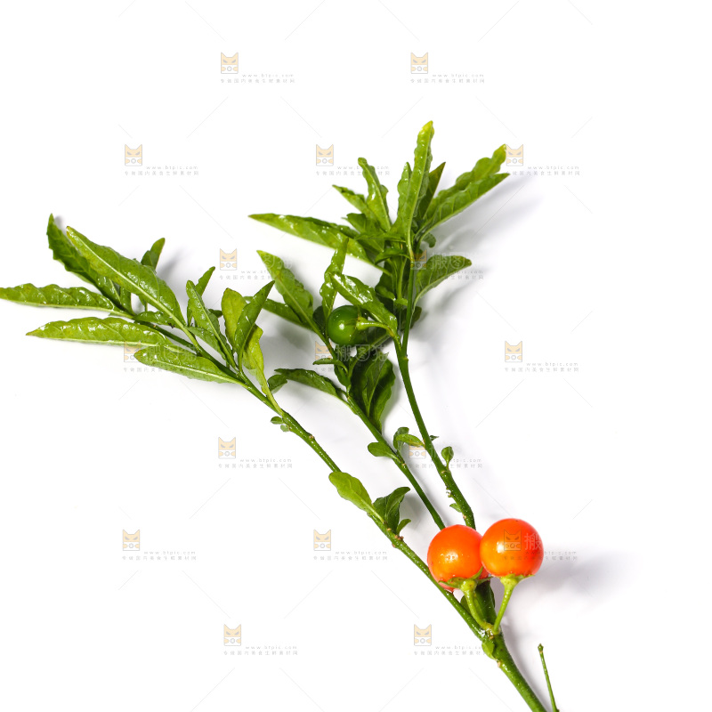 白底上的冬青果