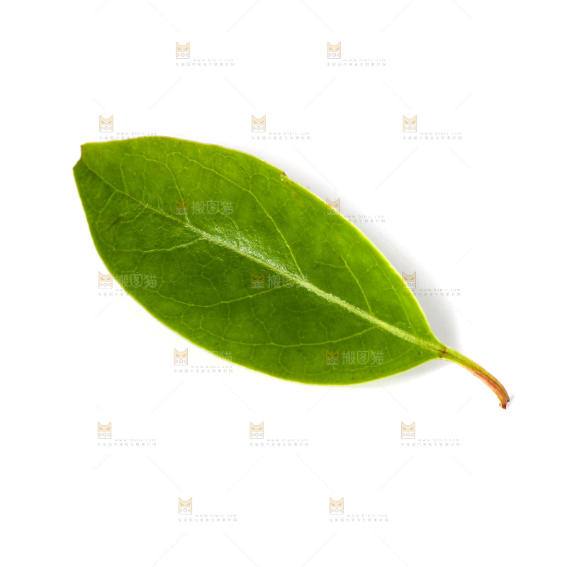 白底上的树叶