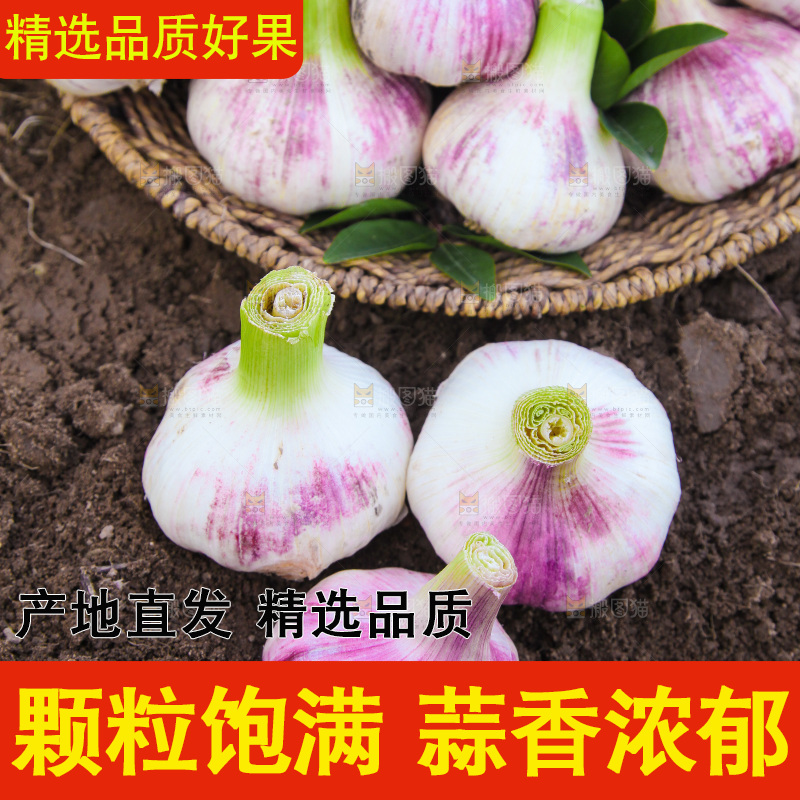 田里的新鲜大蒜