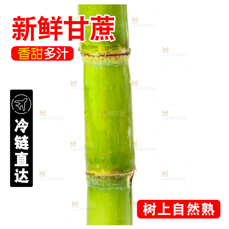 白底上的陶山青皮甘蔗