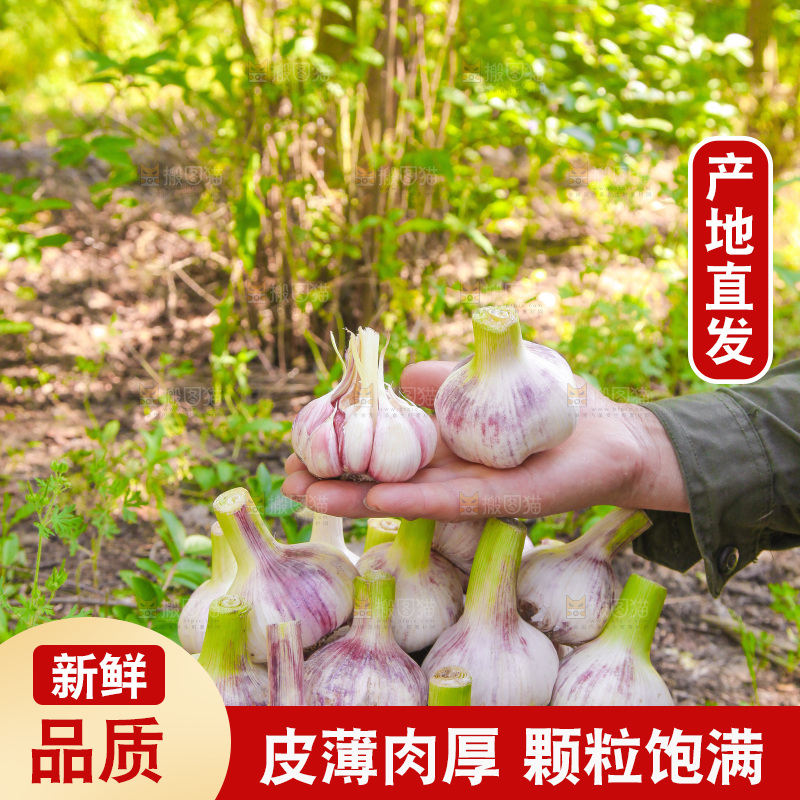 手里拿着大蒜