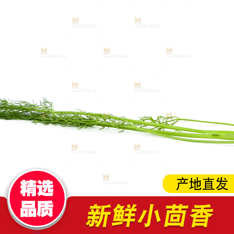 白底上放着小茴香