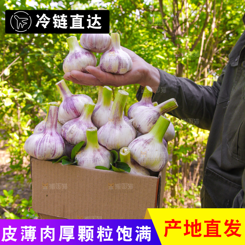 手里端着一箱紫皮鲜蒜