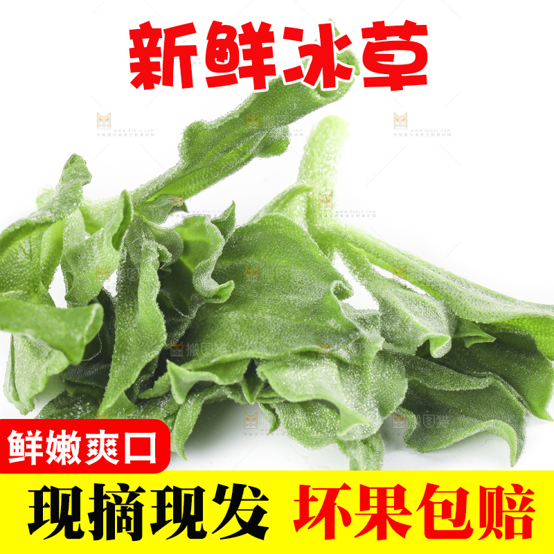 白底上的冰草