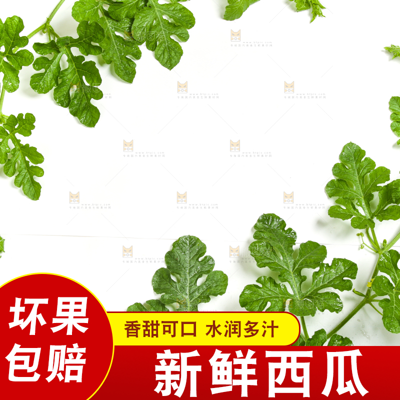 新鲜的西瓜藤放在白底上
