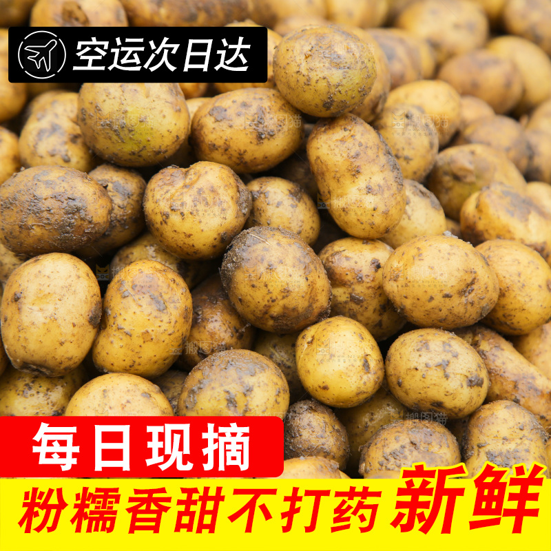 一堆黄心小土豆