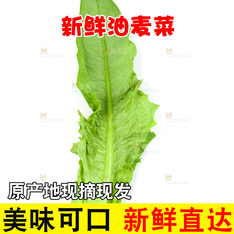 白底上摆放着油麦菜