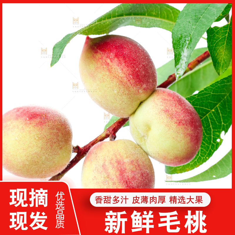 白底上摆放着毛桃