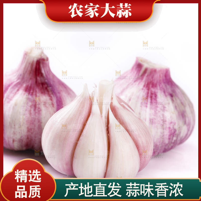 白底上放着新鲜紫皮大蒜头