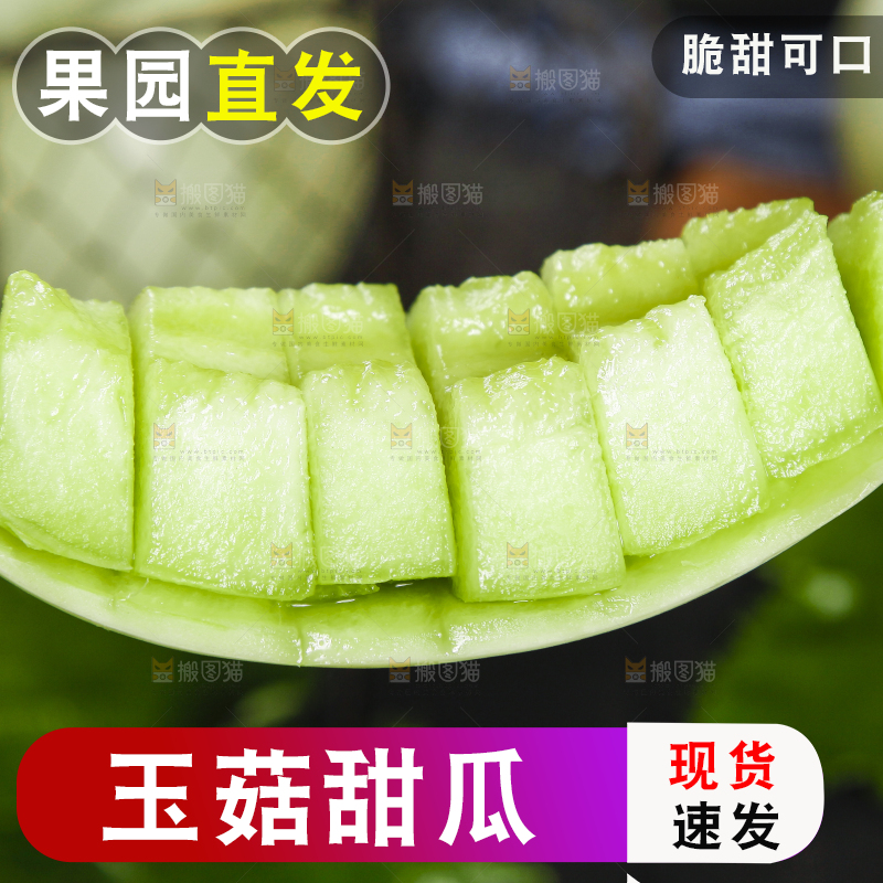 手里拿着南汇玉菇甜瓜