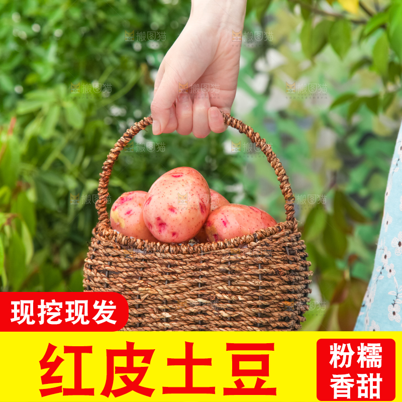 篮子里装着红皮土豆