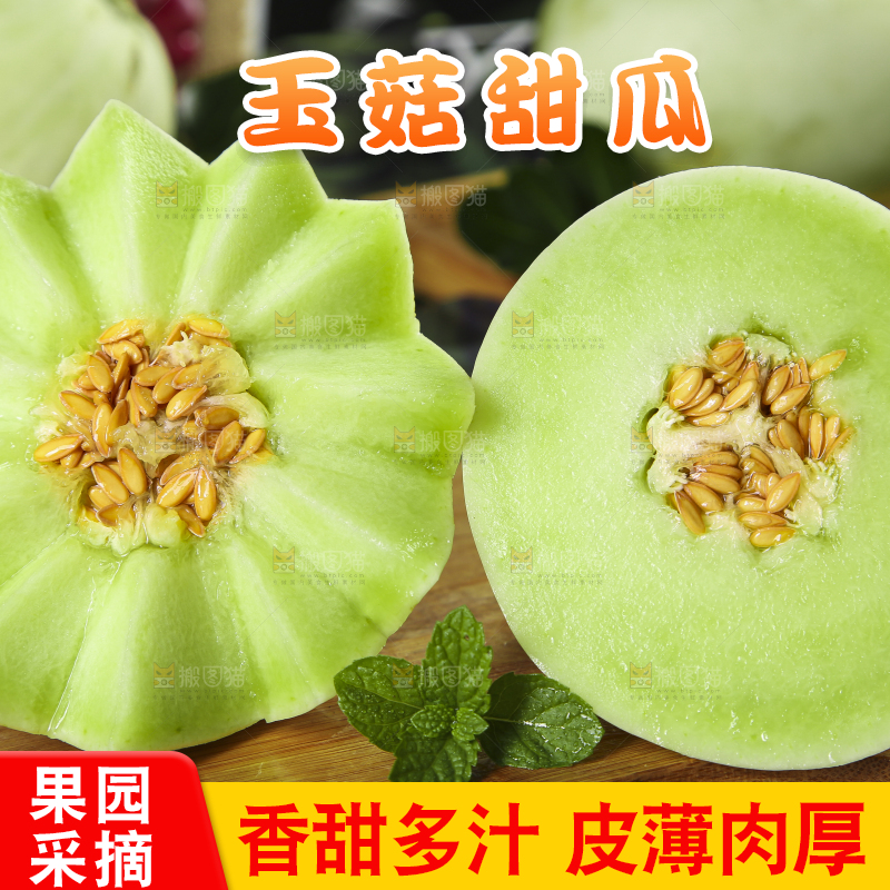 木底上摆放着南汇玉菇甜瓜