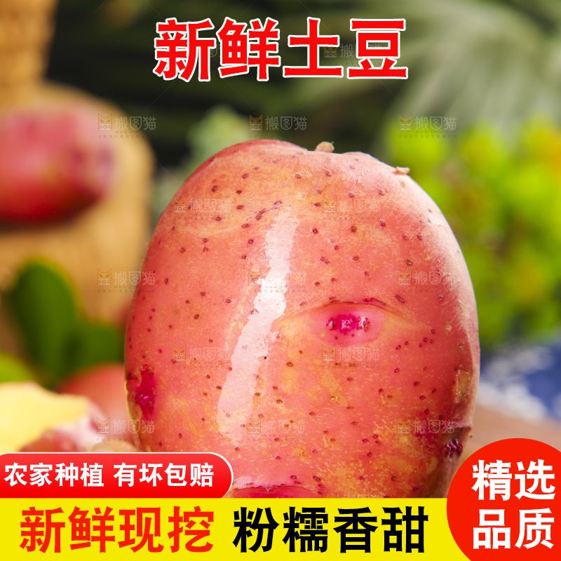 手里拿着红土豆