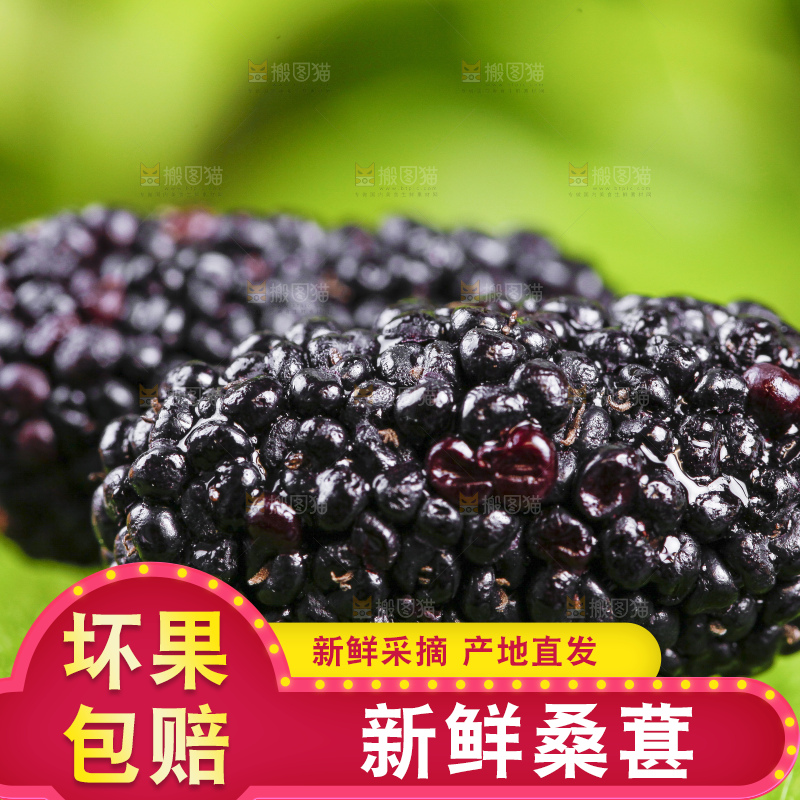 绿草地上摆放着桑葚