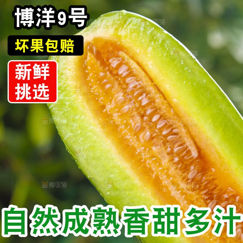 手里拿着博洋香瓜