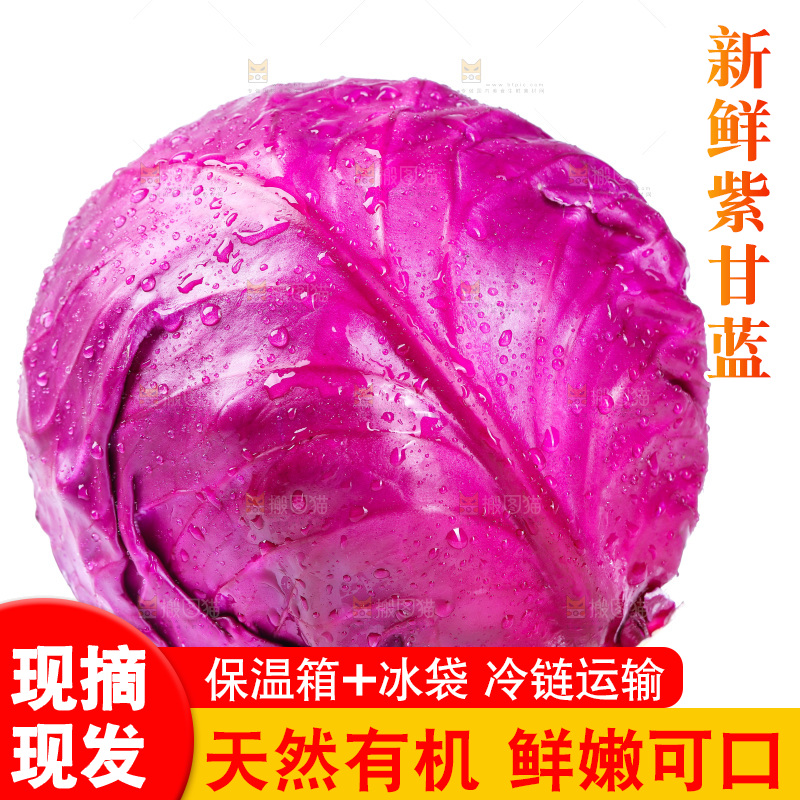白底上的紫甘蓝