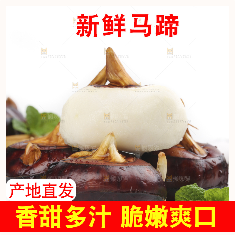 浅底上的马蹄果