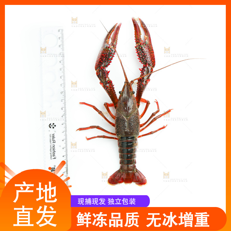 白底上的小龙虾