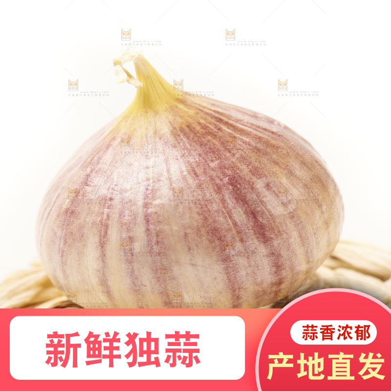 浅底上的独蒜