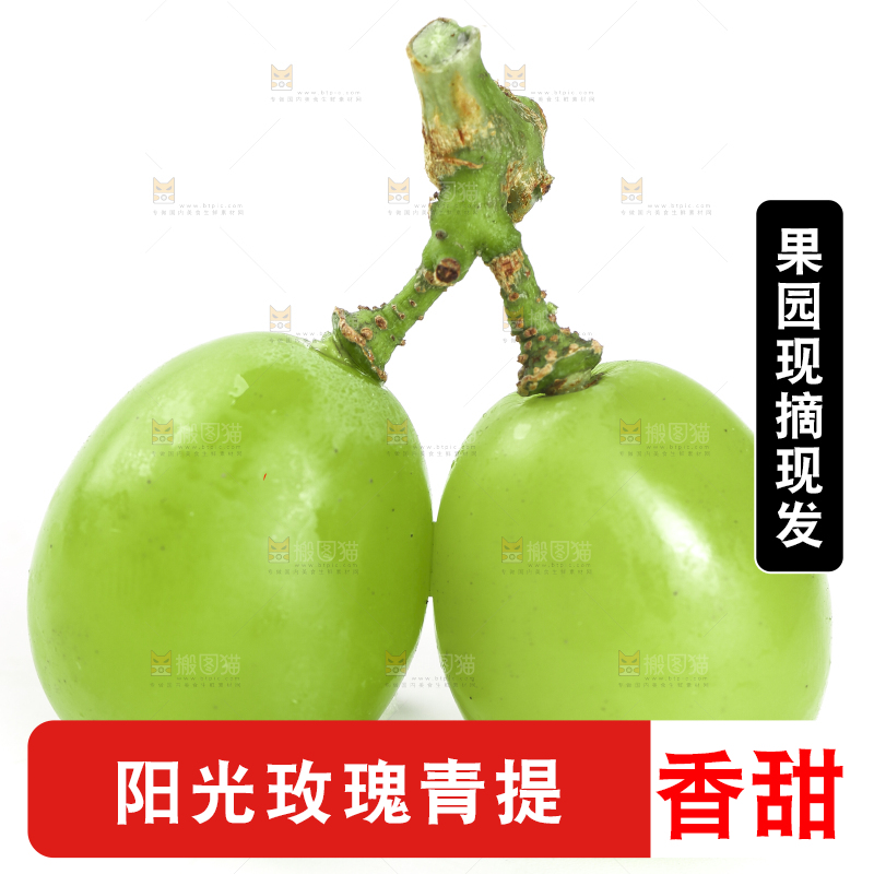 白底上放着阳光玫瑰