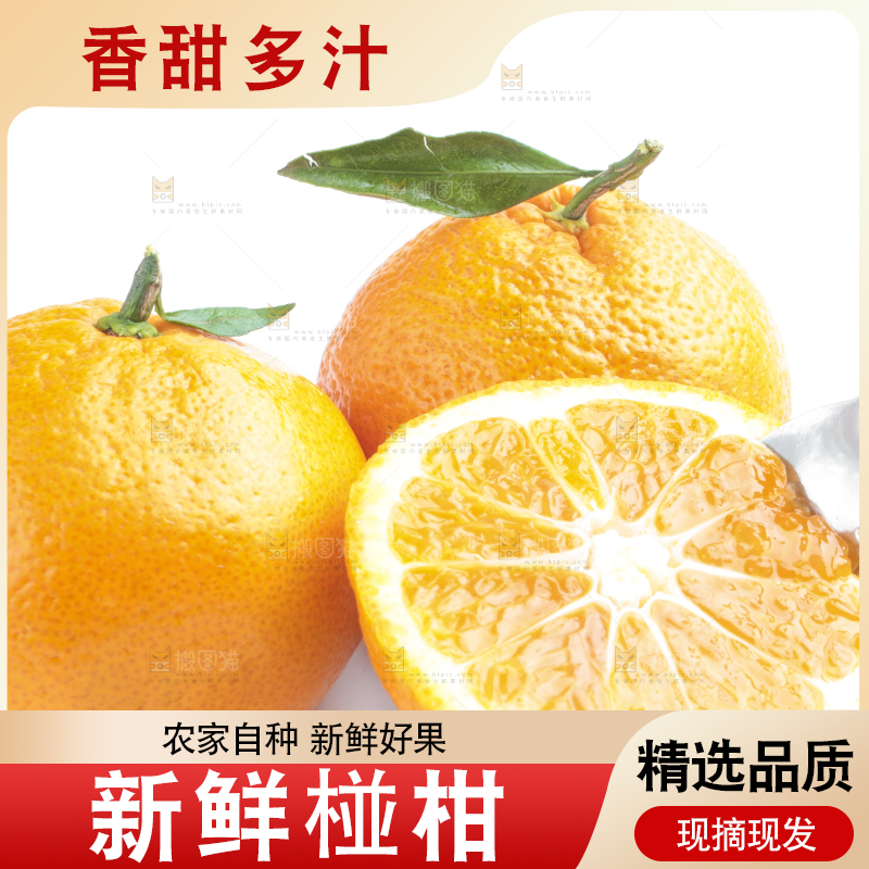 白底上的芦柑