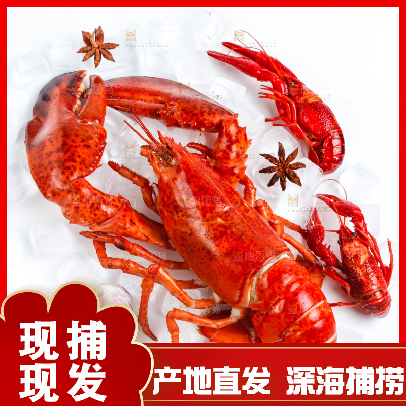 白底上放着澳洲大龙虾