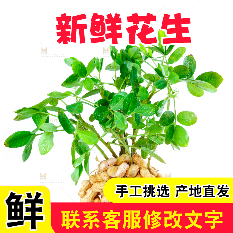 白底上的新鲜花生