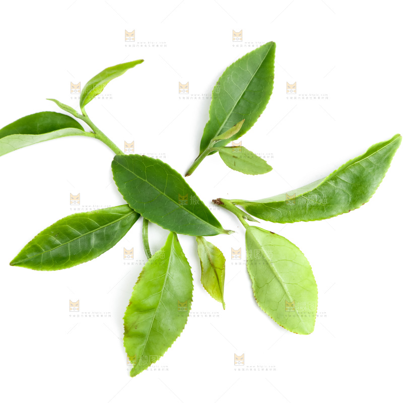 白底上的茶叶