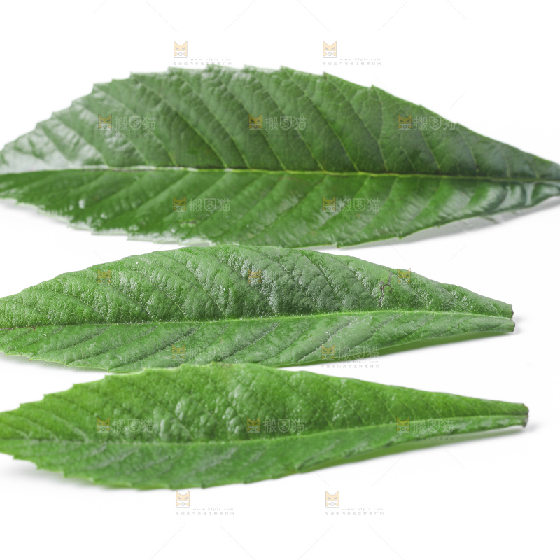 白底上放着枇杷叶