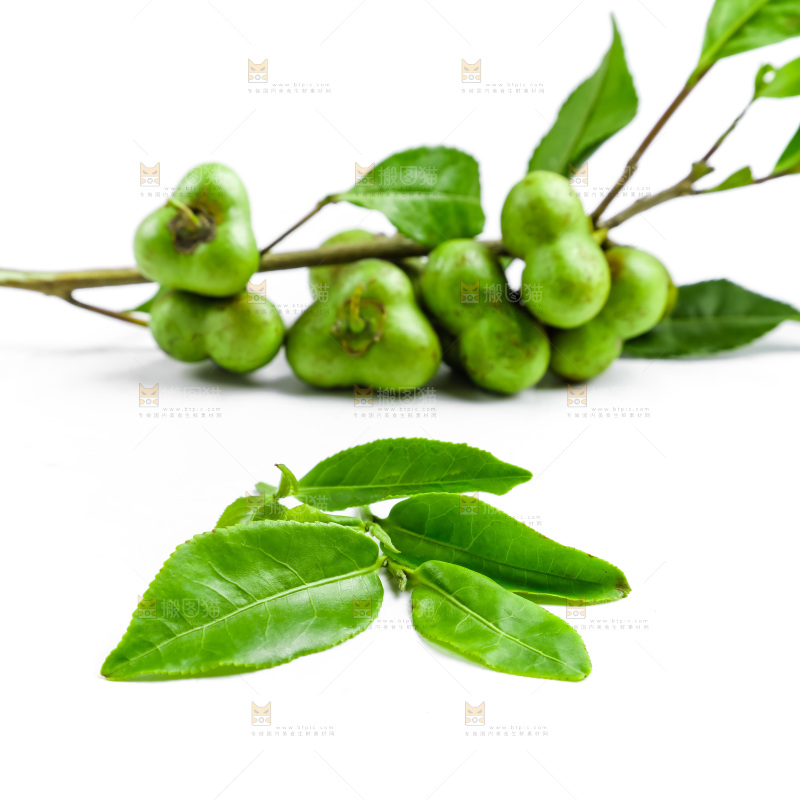 白底上摆放着茶叶子